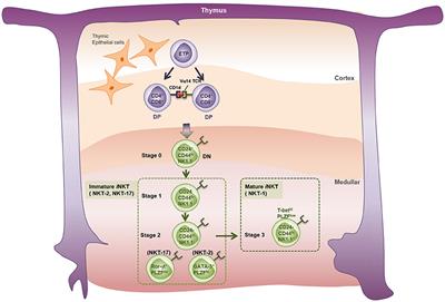 Lipid-Reactive T Cells in Immunological Disorders of the Lung